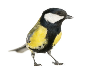 Male great tit, Parus major, isolated on white