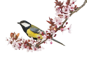 Obraz premium Male great tit on a flowering branch, looking up, Parus major