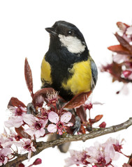 Male great tit perched on a flowering branch, Parus major