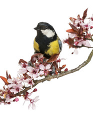 Male great tit perched on a flowering branch, Parus major