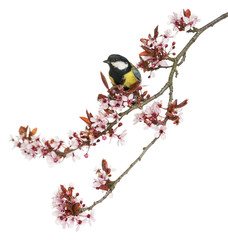 Fototapeta premium Male great tit perched on a flowering branch, Parus major