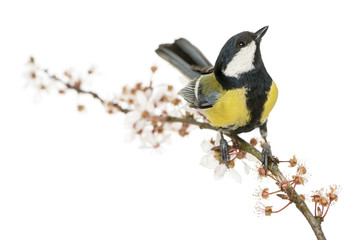 Male great tit on a flowering branch, looking up, Parus major