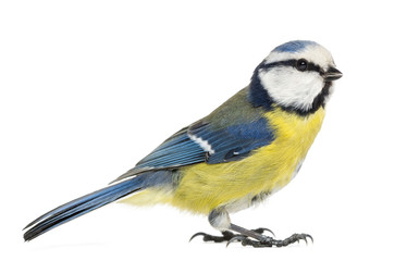 Side view of a Blue Tit, Cyanistes caeruleus, isolated on white