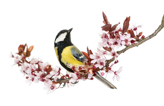 Male great tit looking up on a flowering branch, Parus major