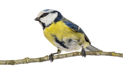 Fototapeta premium Blue Tit perching on a branch, Cyanistes caeruleus, isolated