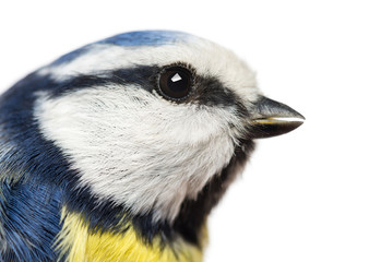 Fototapeta premium Close-up of a Blue Tit profile, Cyanistes caeruleus, isolated
