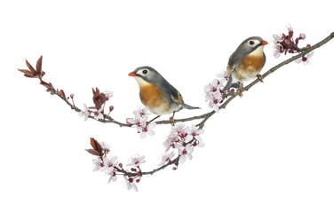 Two Red-billed Leiothrix, Leiothrix lutea, perched on a branch