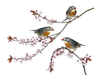 Group of Red-billed Leiothrix perched on a Japanse cherry branch