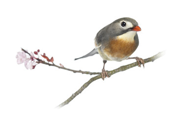 Red-billed Leiothrix (Leiothrix lutea), perched on a branch
