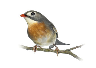 Red-billed Leiothrix (Leiothrix lutea), perched on a branch