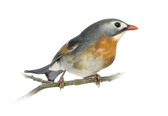 Red-billed Leiothrix (Leiothrix lutea), perched on a branch