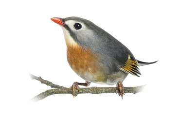 Red-billed Leiothrix (Leiothrix lutea), perched on a branch