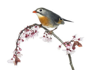 Red-billed Leiothrix (Leiothrix lutea), perched on a branch