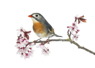 Red-billed Leiothrix (Leiothrix lutea), perched on a branch