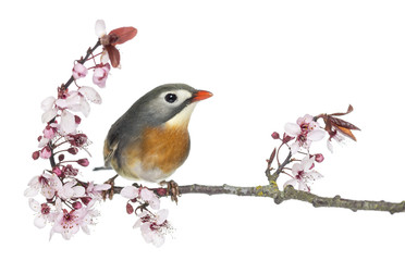 Red-billed Leiothrix (Leiothrix lutea), perched on a branch