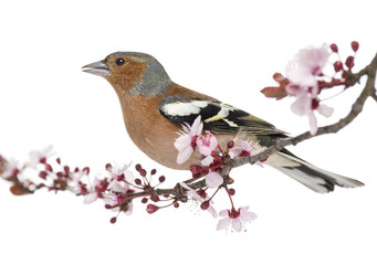 Fototapeta premium Common Chaffinch perched on branch, singing, isolated on white
