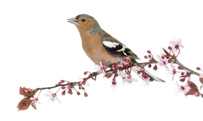 Common Chaffinch perched on branch, singing, isolated on white