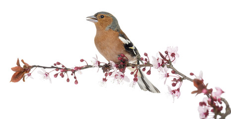 Common Chaffinch perched on branch, singing, isolated on white