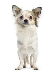 Chihuahua standing and facing, 1 year old, isolated on white