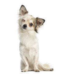 Chihuahua sitting, facing, blinking, 1 year old, isolated