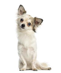 Chihuahua sitting and facing, 1 year old, isolated on white