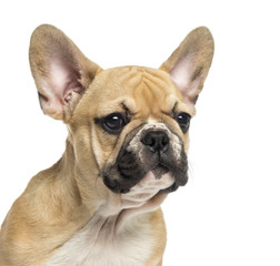 Close-up pf a French Bulldog puppy, 3 months old, isolated