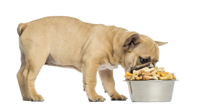 French Bulldog puppy eating from a bowl full of biscuits