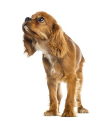 Cavalier King Charles Spaniel puppy standing, looking up