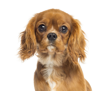 Close-up of a Cavalier King Charles Spaniel puppy, 5 months old