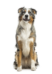 Australian Shepherd sitting, 1,5 year old, isolated on white