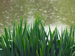 Reeds