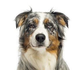 Close-up of an wall-eyed Australian Shepherd