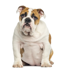 Fototapeta premium English Bulldog puppy sitting, looking desperate, 4 months old