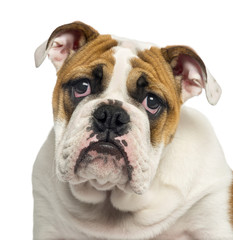 Fototapeta premium Close-up of an English Bulldog puppy looking desperate