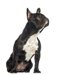 French Bulldog sitting, looking up, 2 years old, isolated