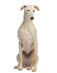 Spanish galgo sitting, 6 years old, isolated on white
