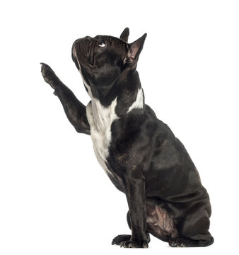 Side View Of A French Bulldog Pawing Up, Isolated