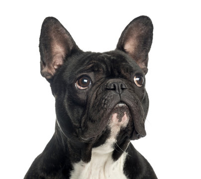 Close-up of a French Bulldog looking up, 2 years old, isolated