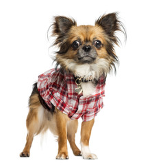 Chihuahua dressed up with a shirt, standing, isolated on white