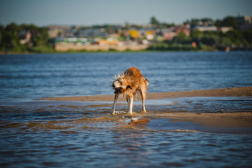 Happy dog shakes in the water