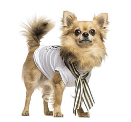 Dressed up Chihuahua standing, looking at the camera, isolated