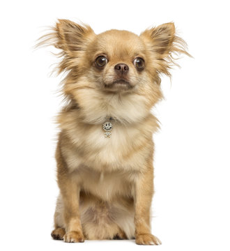 Sitting Chihuahua wearing a fancy collar, 2 years old, isolated