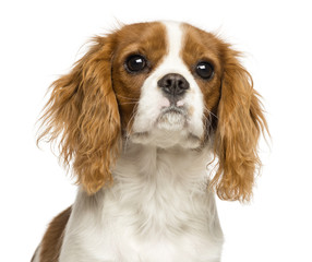 Close-up of a Cavalier King Charles Spaniel puppy, 5 months old