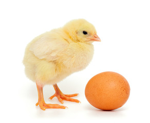 baby chicken and brown egg