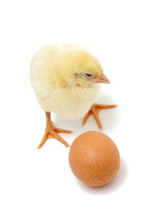 baby chicken and brown egg