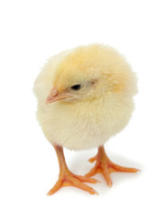 chick on white background