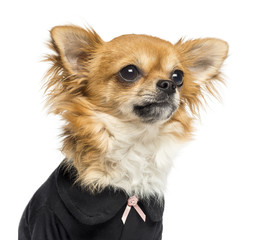 Close-up of a dressed up Chihuahua looking away, 14 months old