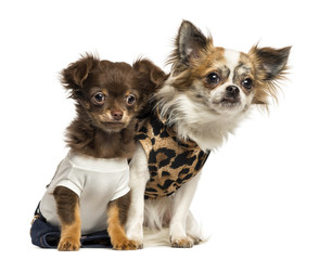 Dressed up Chihuahua puppies sitting, 3 and 9 months old