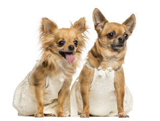 Two Chihuahua wearing dresses, 4 and 6 years old, isolated on wh