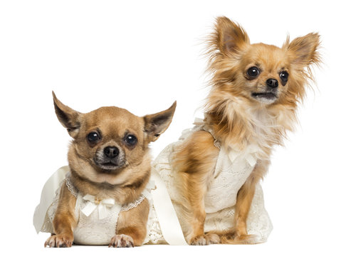 Two Chihuahua wearing dresses, 4 and 6 years old, isolated